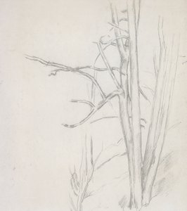 Estudio de árbol de Paul Cézanne